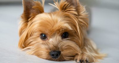 Study reveals early signs of canine gastrointestinal disease